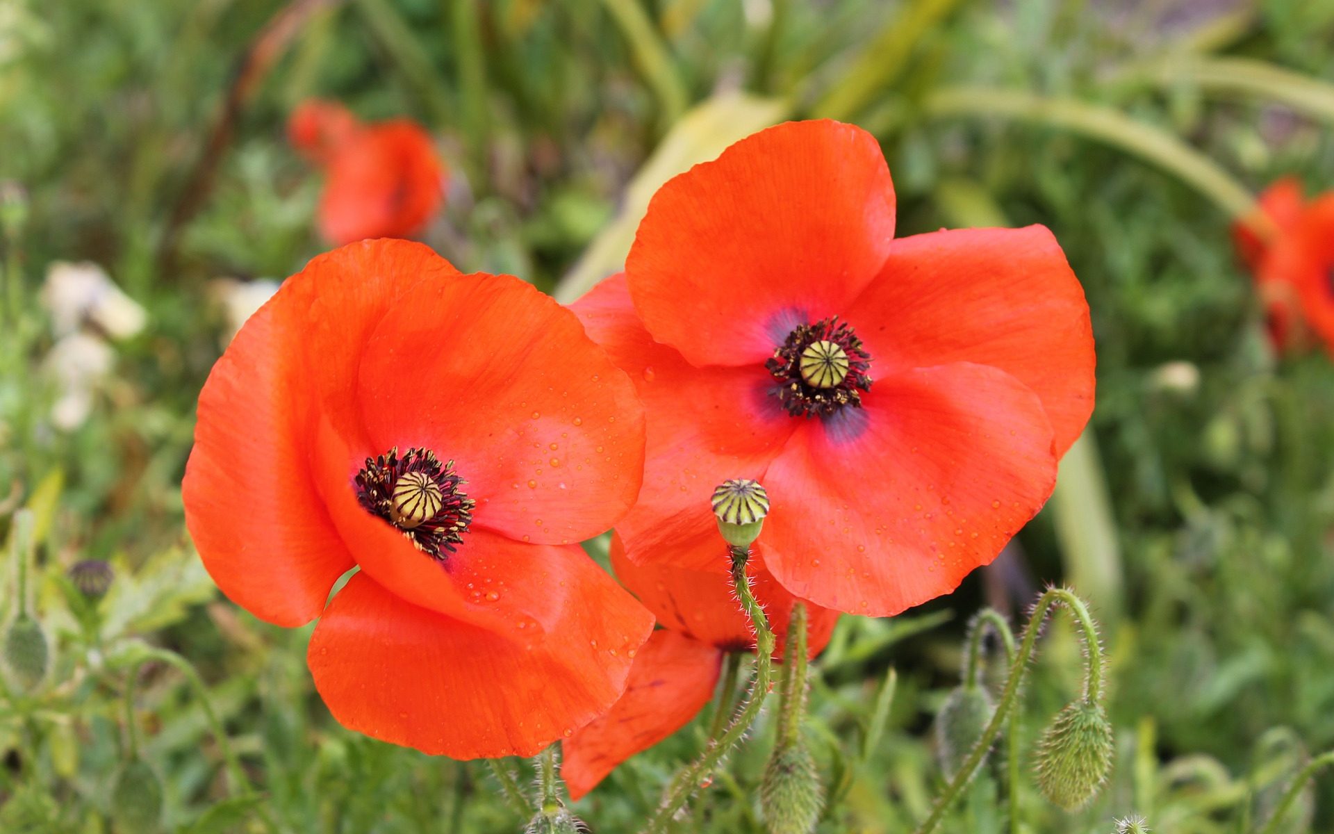 Remembrance Day Poppies