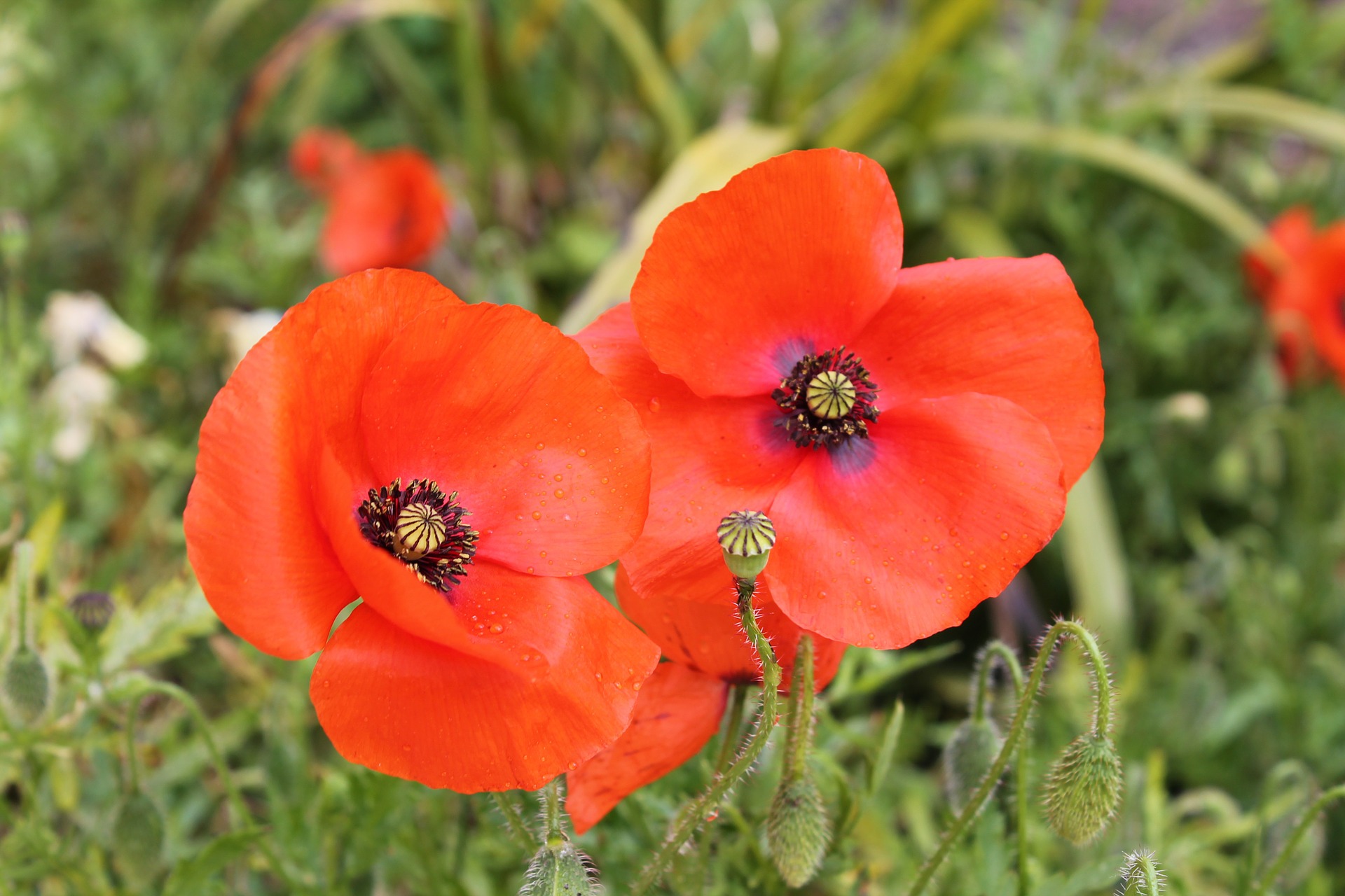 Remembrance Day Poppies